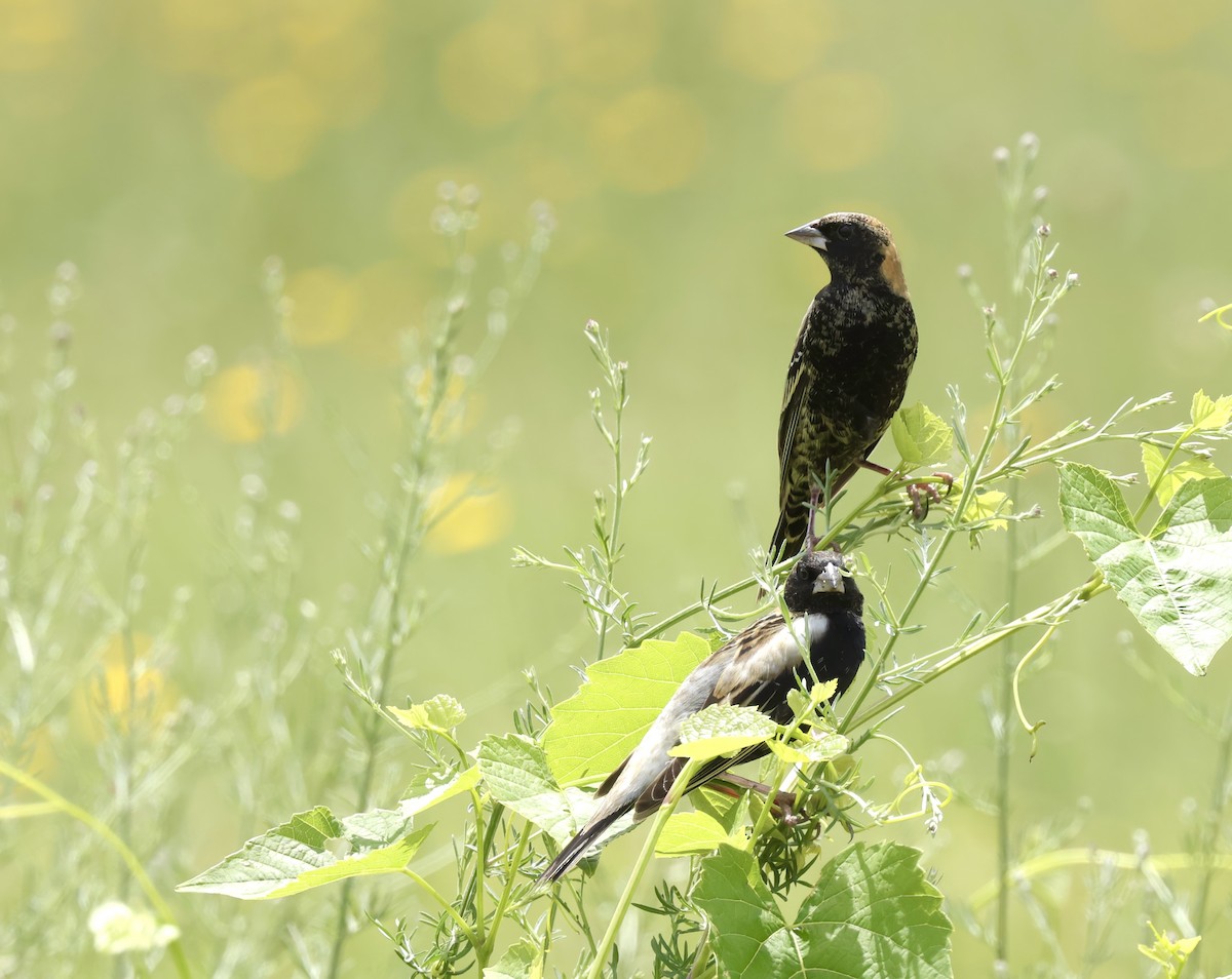 Bobolink - Grace Simms  🐦‍⬛