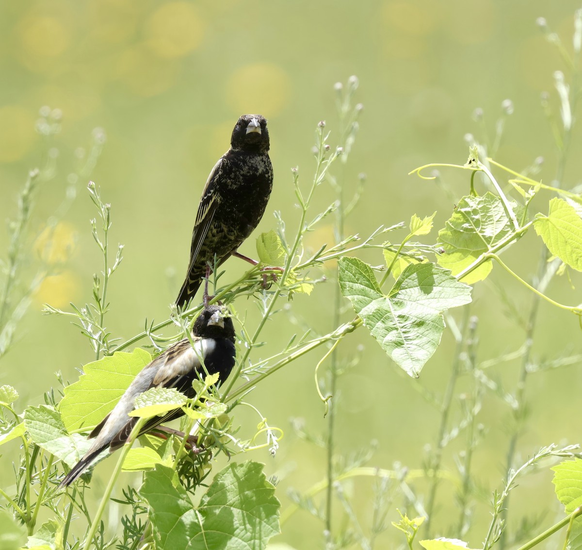 Bobolink - Grace Simms  🐦‍⬛