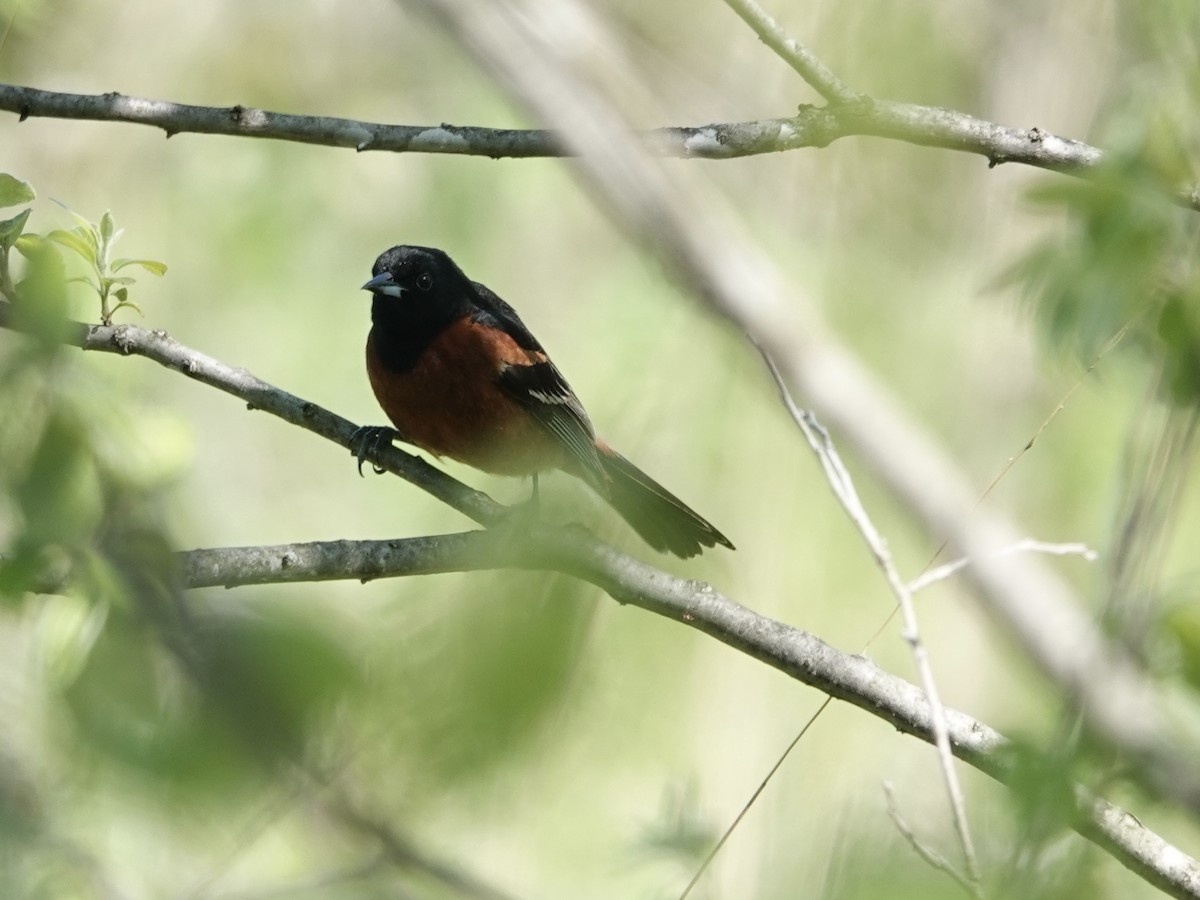 Orchard Oriole - Lottie Bushmann