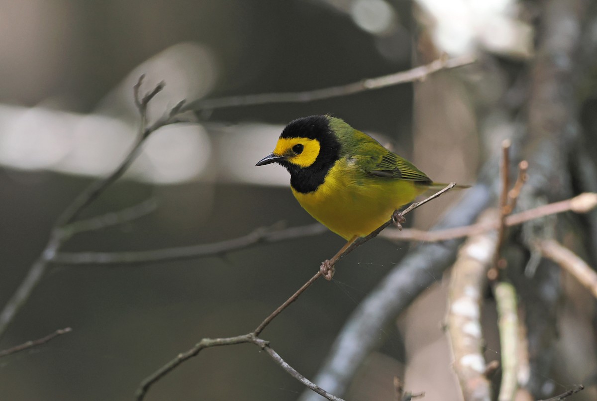 Hooded Warbler - ML618793406