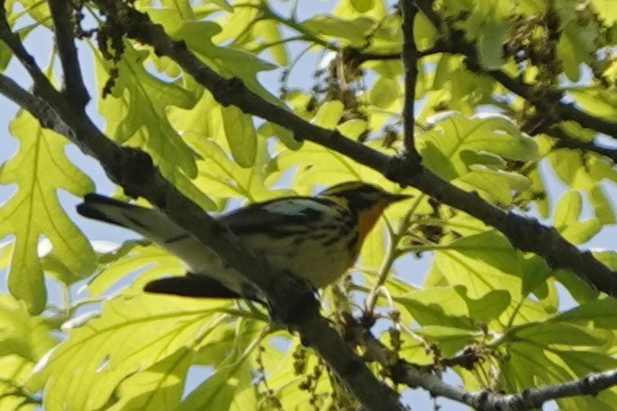 Blackburnian Warbler - Doug Johnson