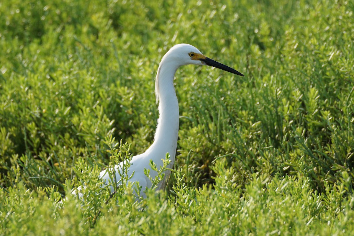 Snowy Egret - Chase Wilson