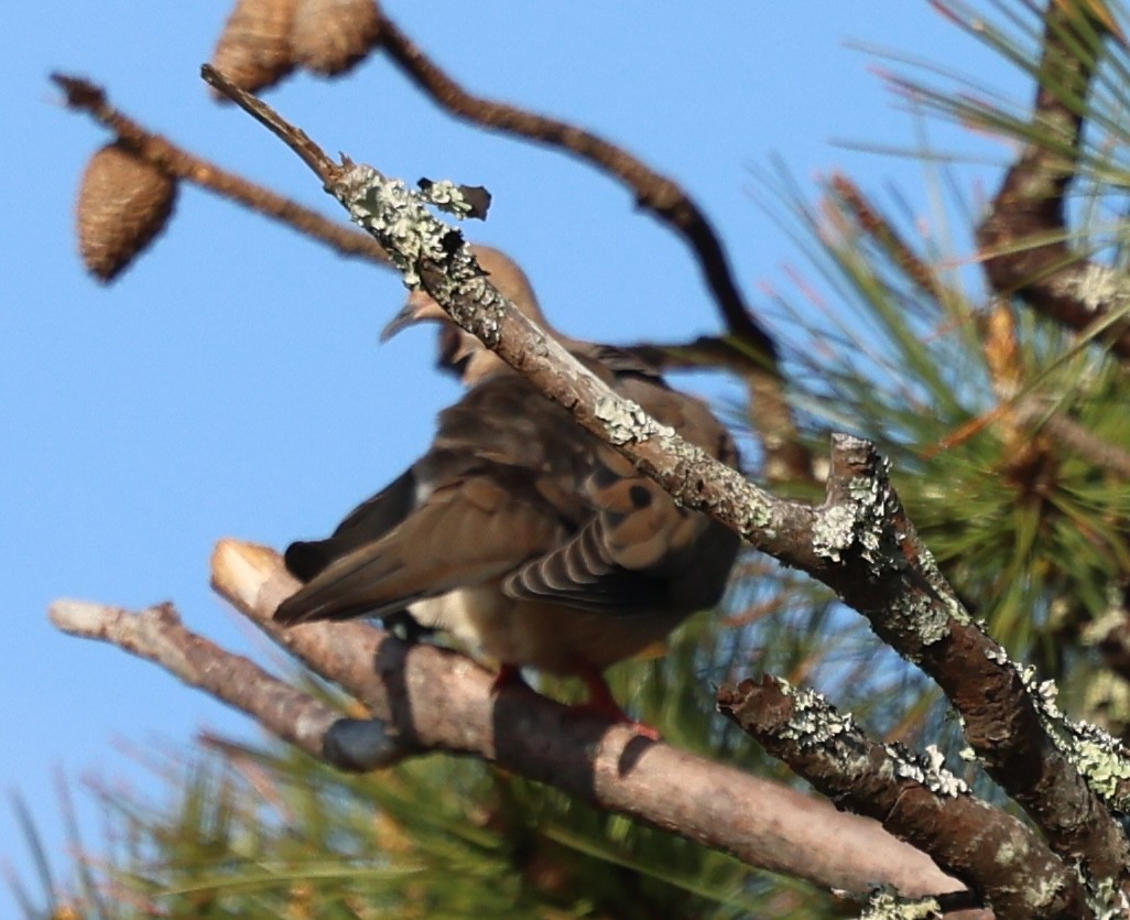 Mourning Dove - ML618793442