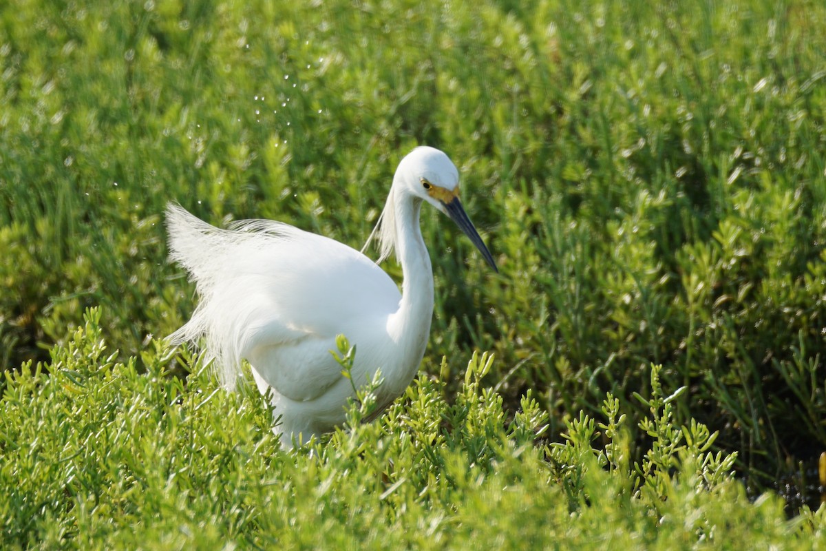 Snowy Egret - Chase Wilson