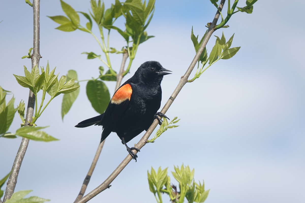 Red-winged Blackbird - Doug Johnson