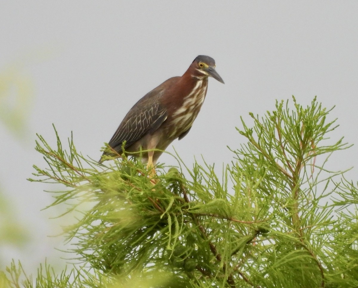 Green Heron - Mary Mehaffey