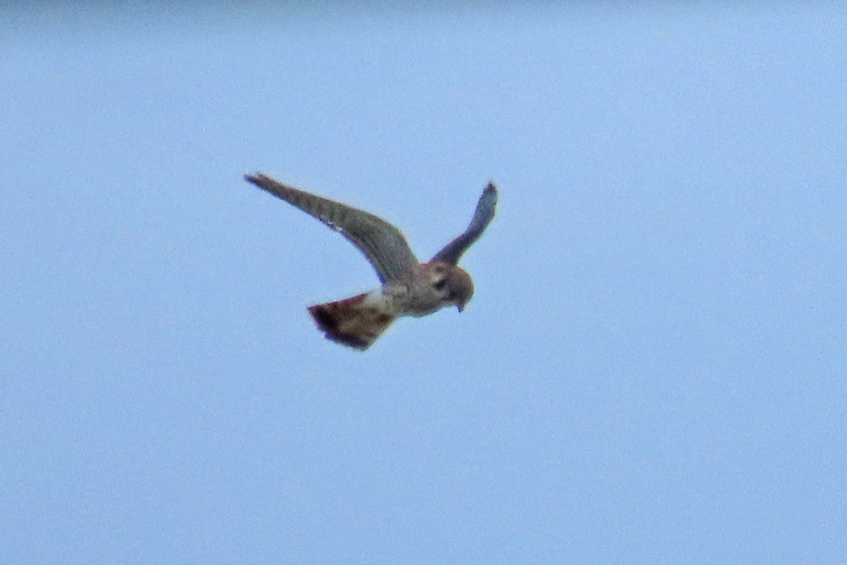 American Kestrel - John Zakelj