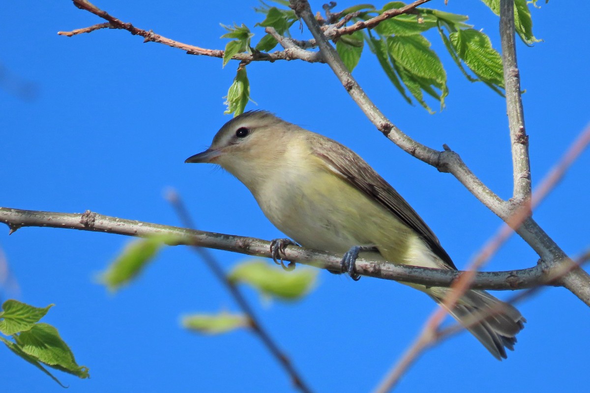 Warbling Vireo - John Zakelj