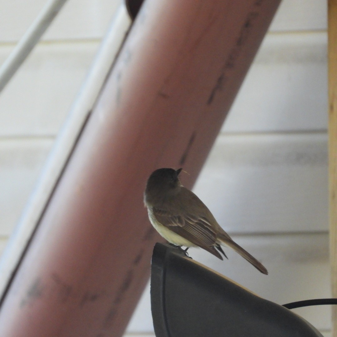 Eastern Phoebe - Manon Guglia