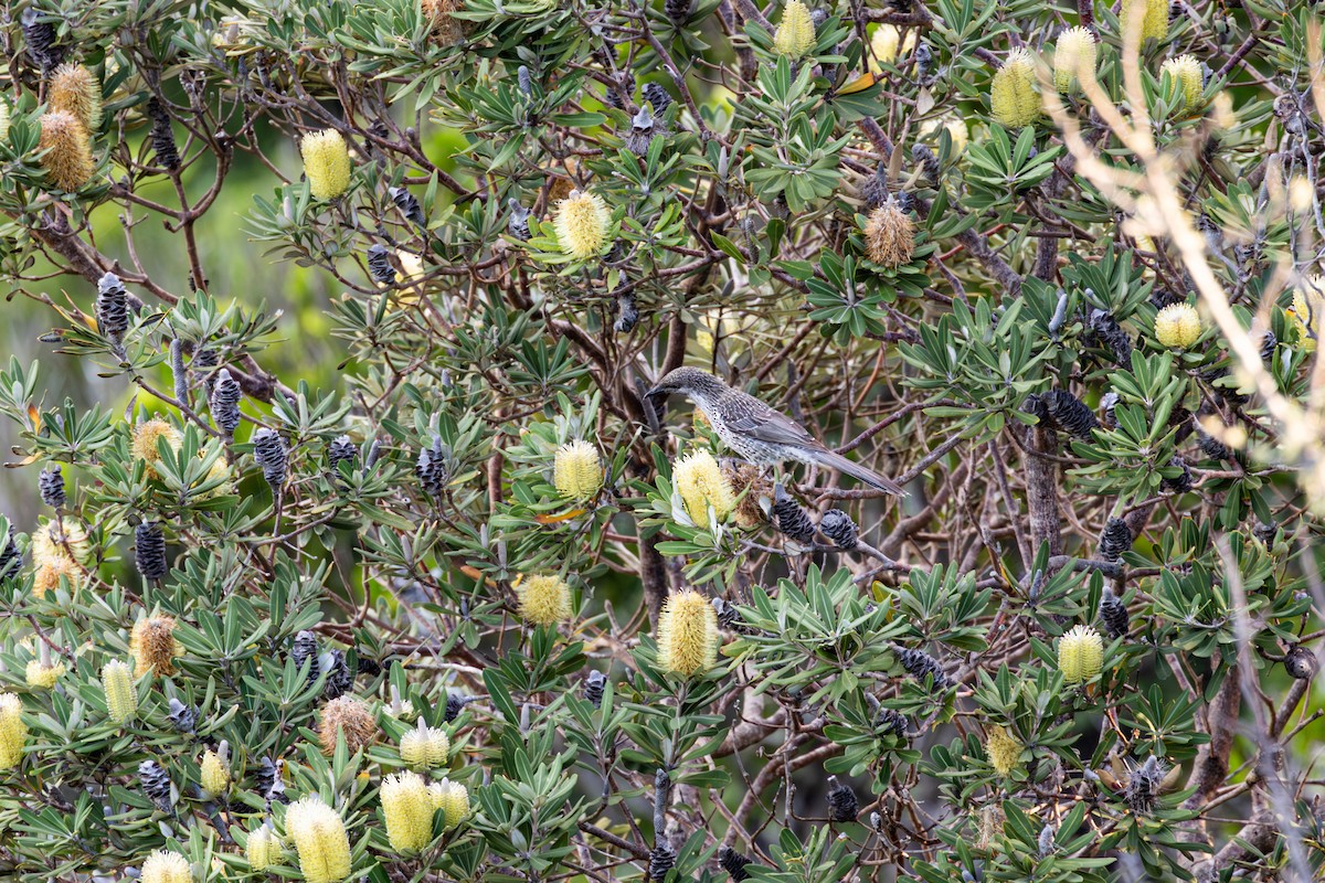 Little Wattlebird - Nathan Bartlett