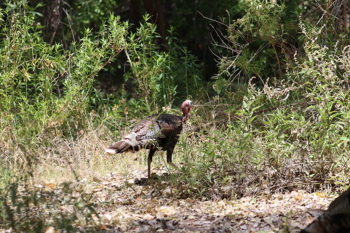 Wild Turkey - Nat Smale