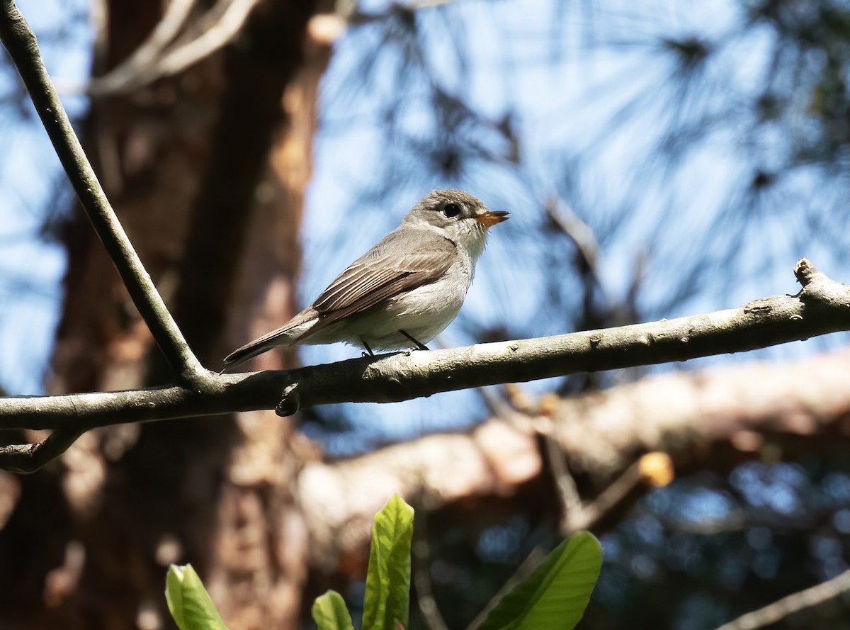 Asian Brown Flycatcher - ML618793525