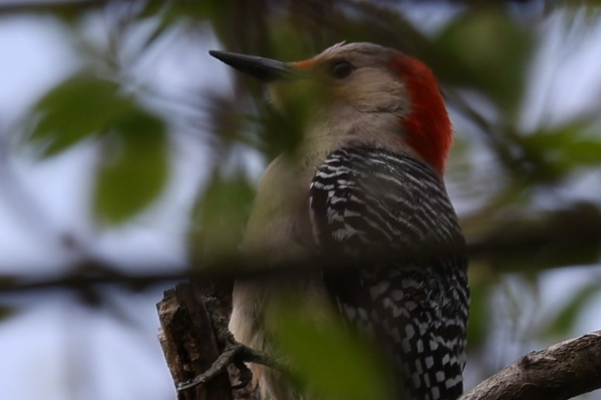 Red-bellied Woodpecker - Glenda Jones