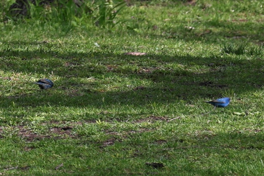 Indigo Bunting - Glenda Jones