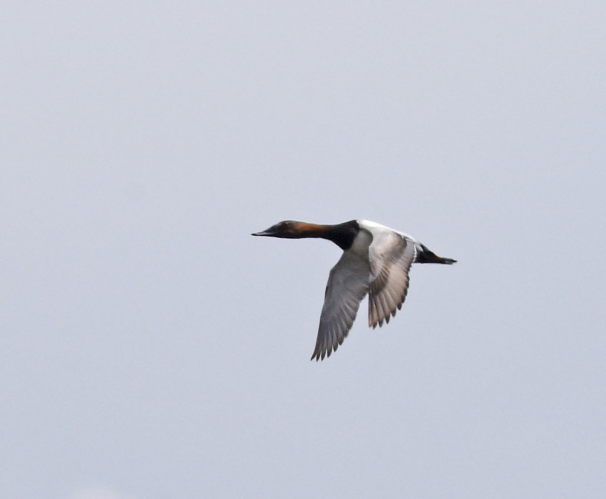 Canvasback - Steven Mlodinow