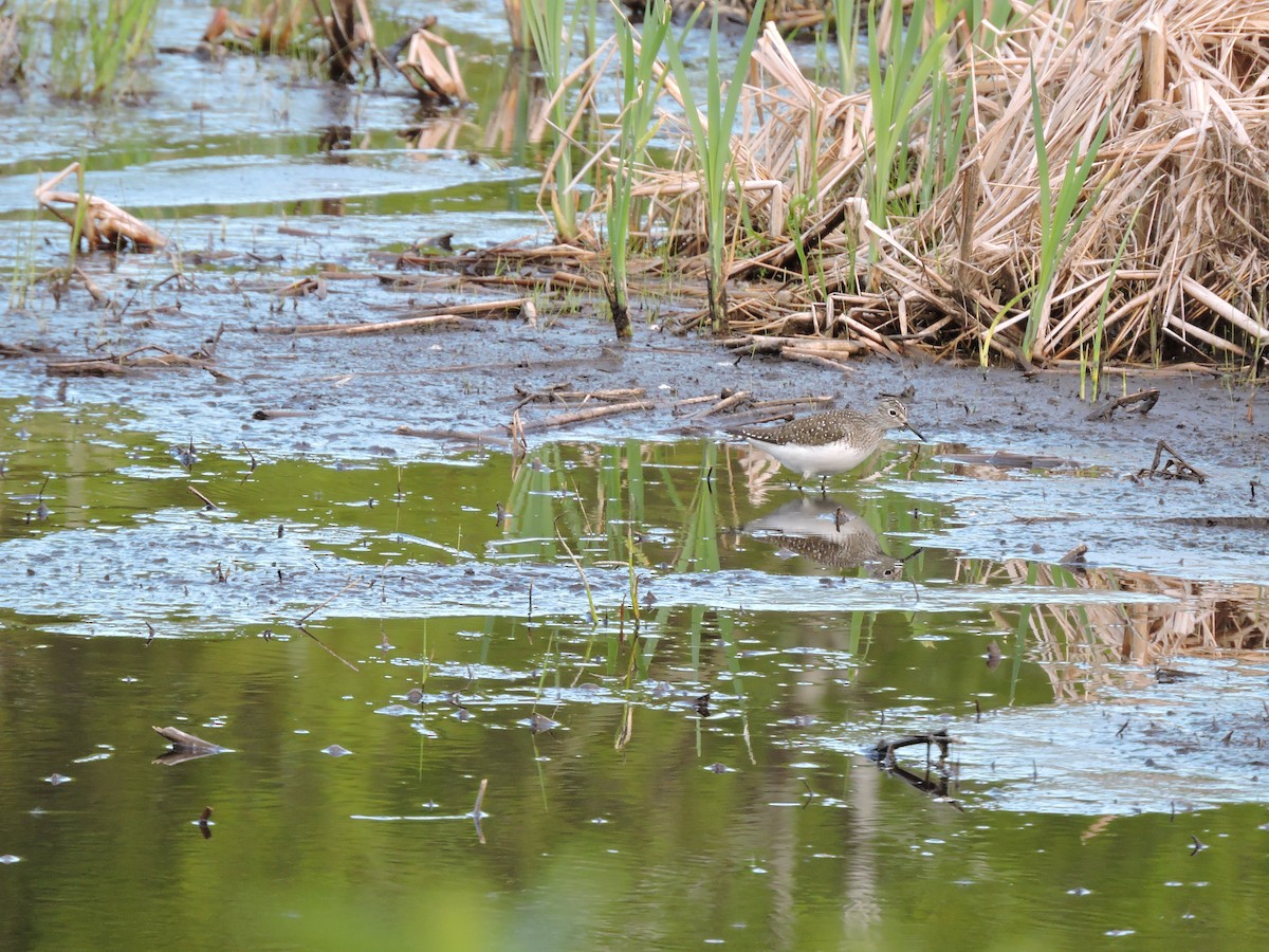 Solitary Sandpiper - Mary Ellen Newport