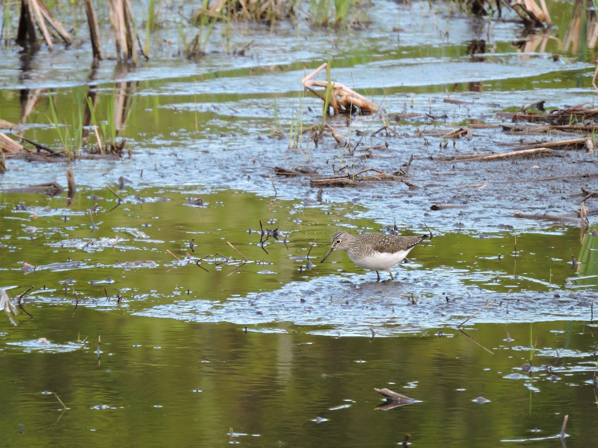 Solitary Sandpiper - ML618793539