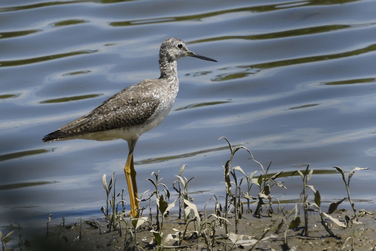 Lesser Yellowlegs - Pat McGrane