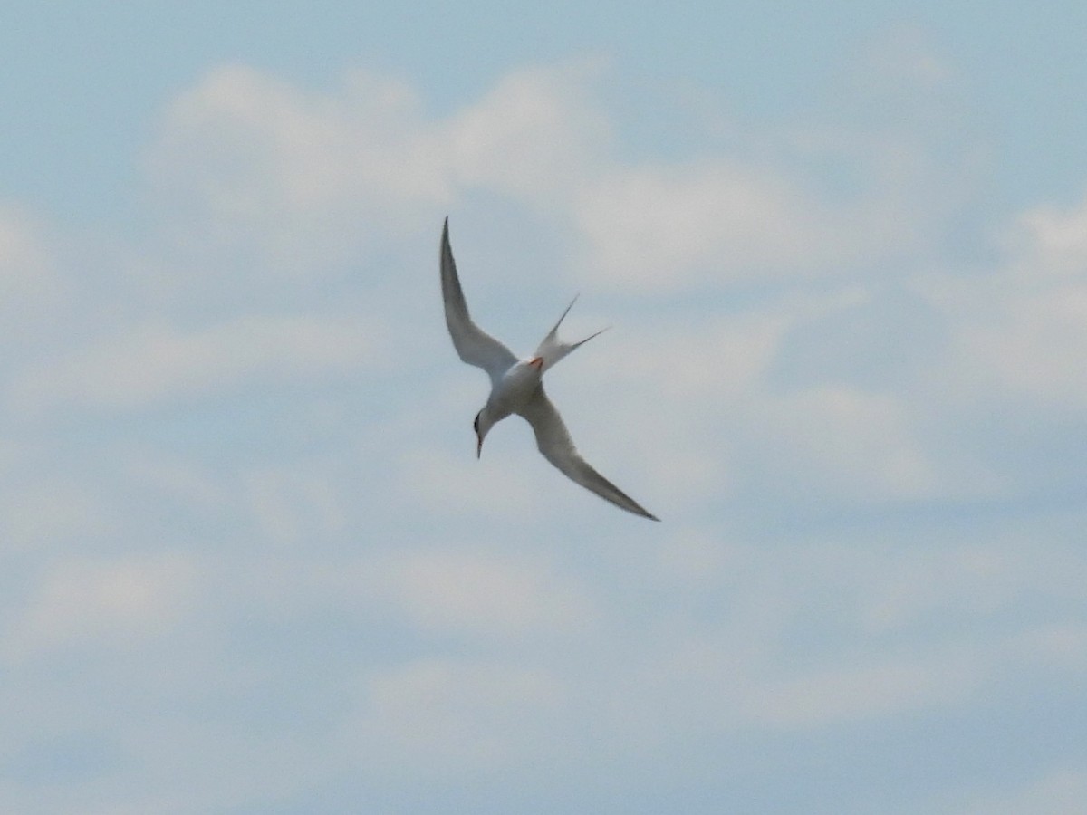 Forster's Tern - Lisa Schibley