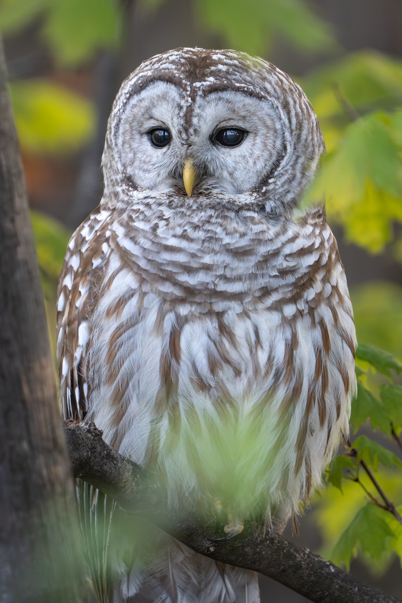 Barred Owl - Bernard Rodrigue