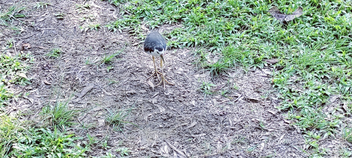 White-breasted Waterhen - Natarasan Rengasamy