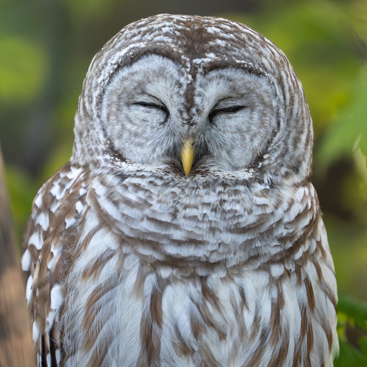 Barred Owl - Bernard Rodrigue