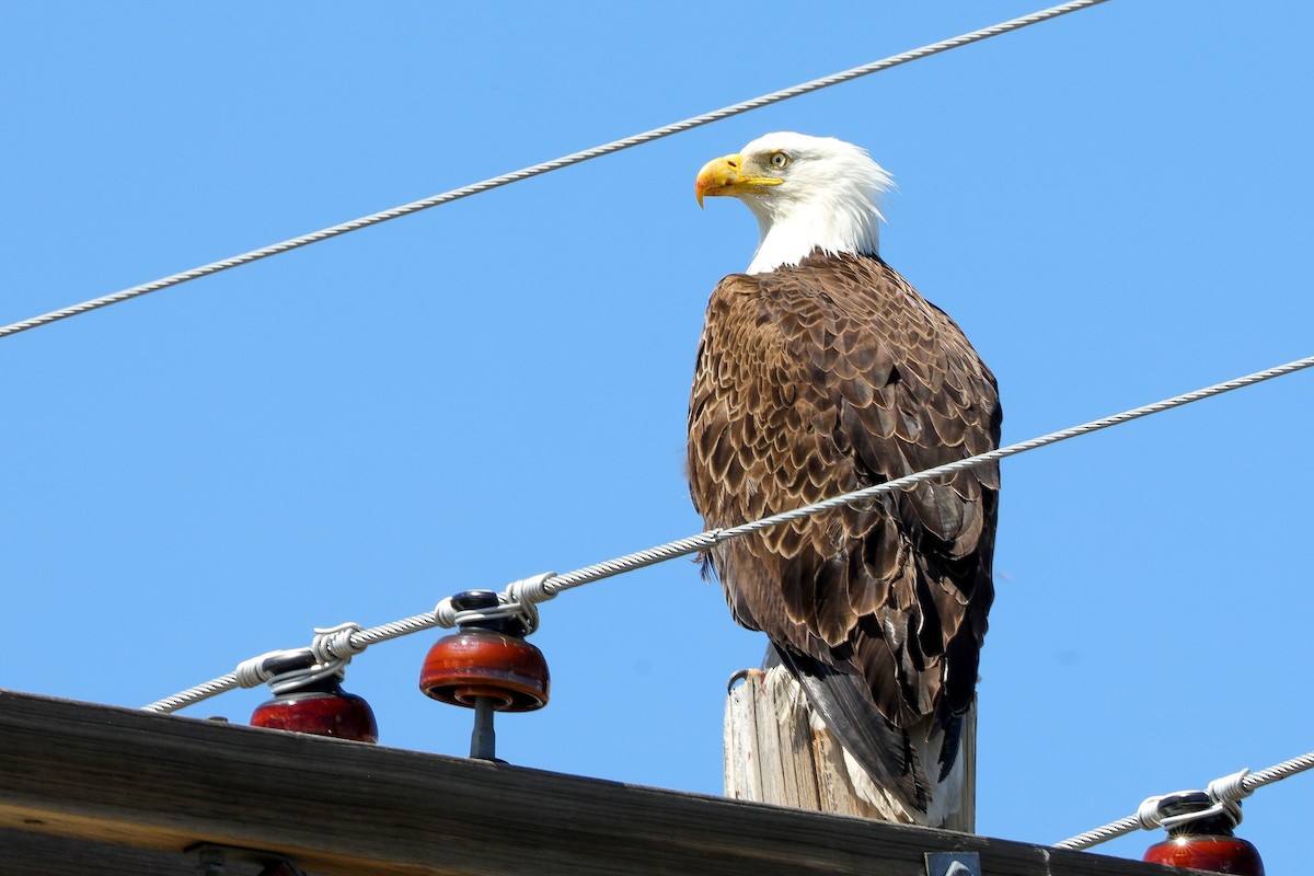 Bald Eagle - ML618793575