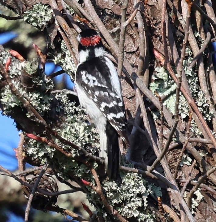 Downy Woodpecker - ML618793578