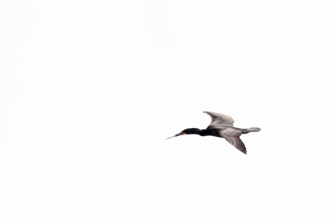 Double-crested Cormorant - JoAnn Dalley