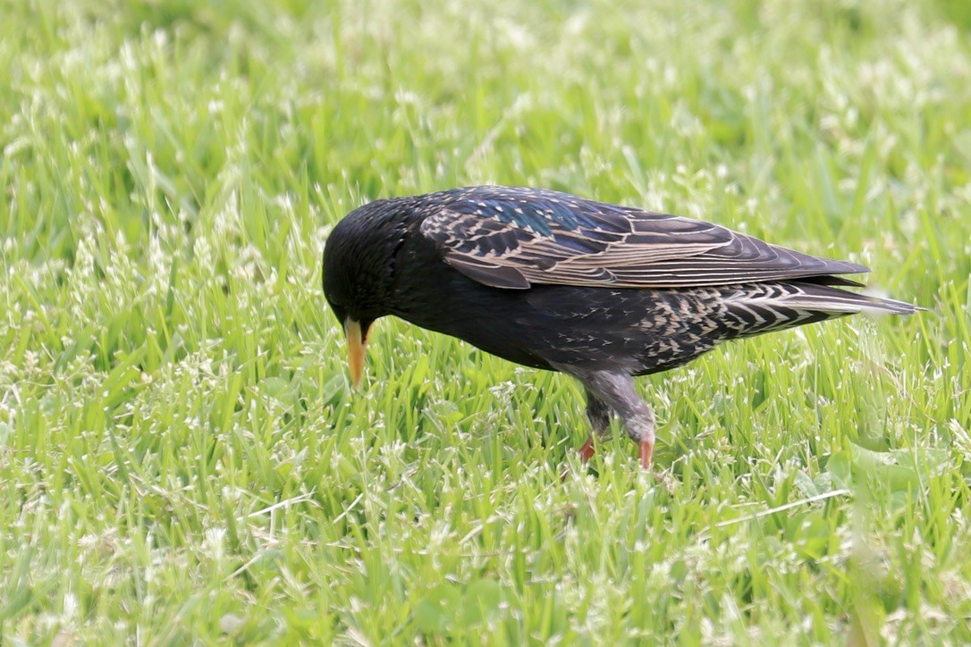 European Starling - ML618793600