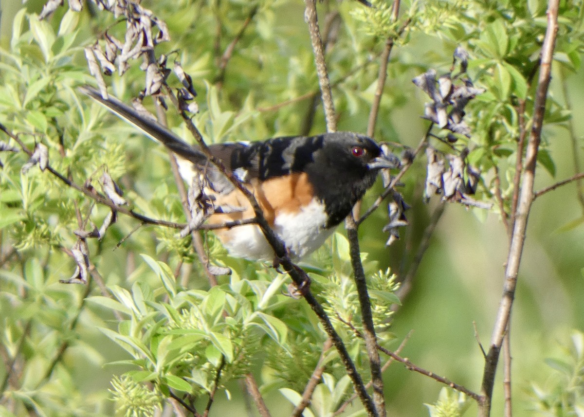 Eastern Towhee - Jon D. Erickson