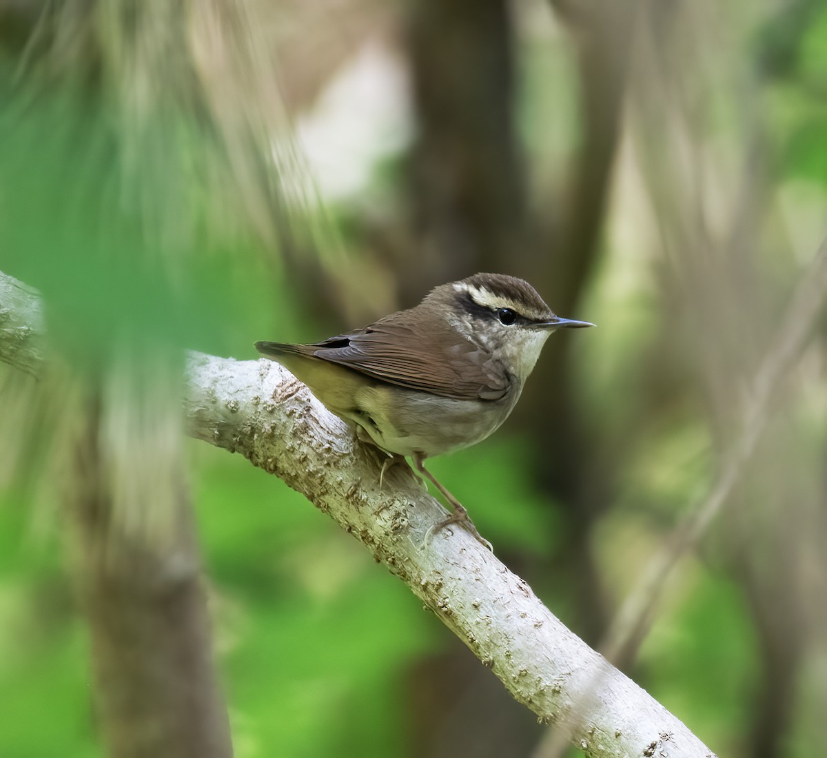 Buscarla Colicorta Asiática - ML618793629