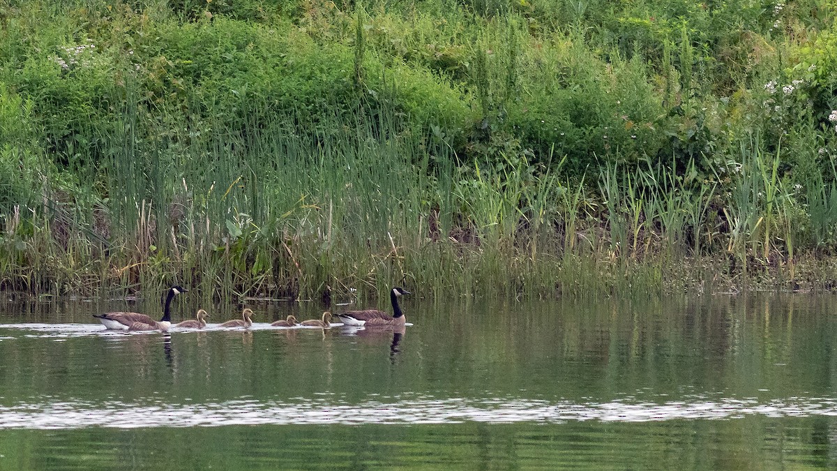 Canada Goose - Todd Kiraly