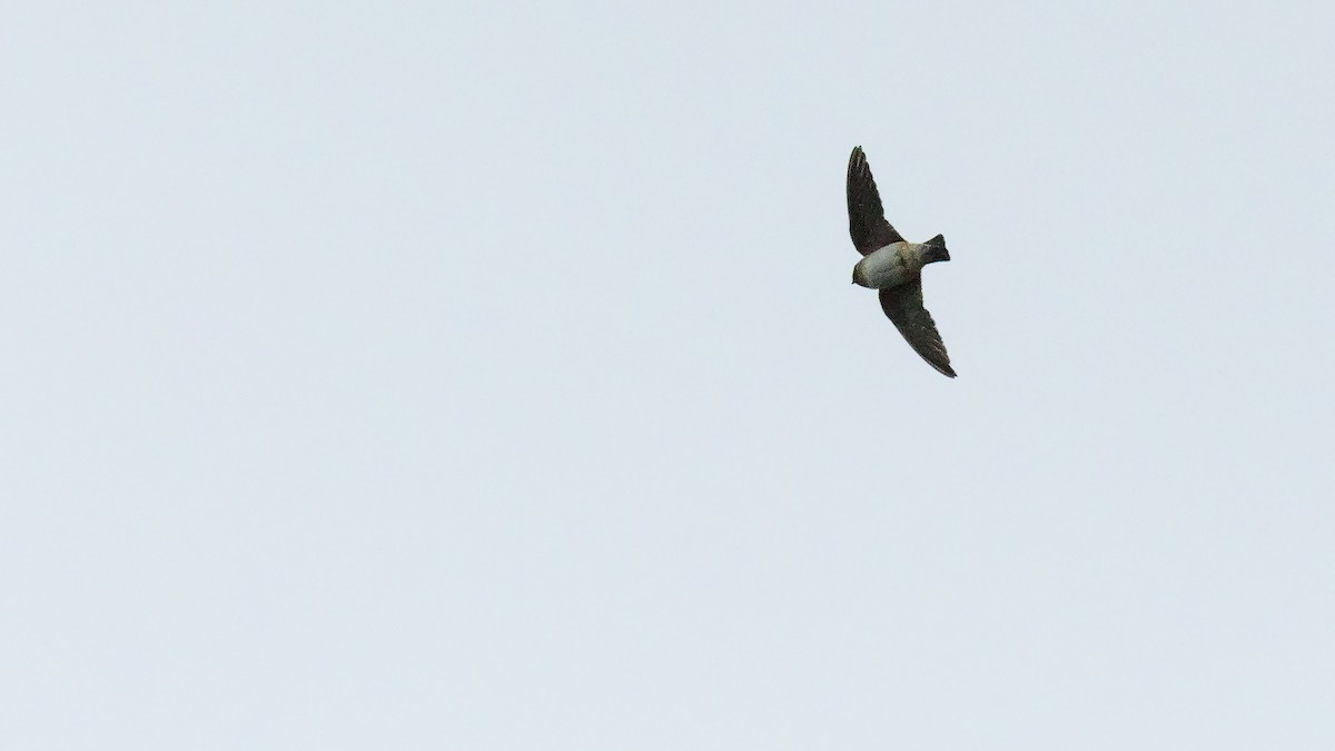 Cliff Swallow - Todd Kiraly