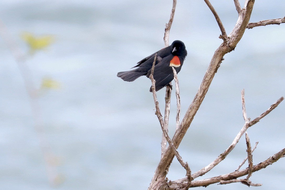 Red-winged Blackbird - JoAnn Dalley