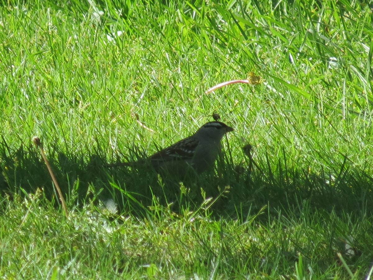 White-crowned Sparrow - Ethan Maynard