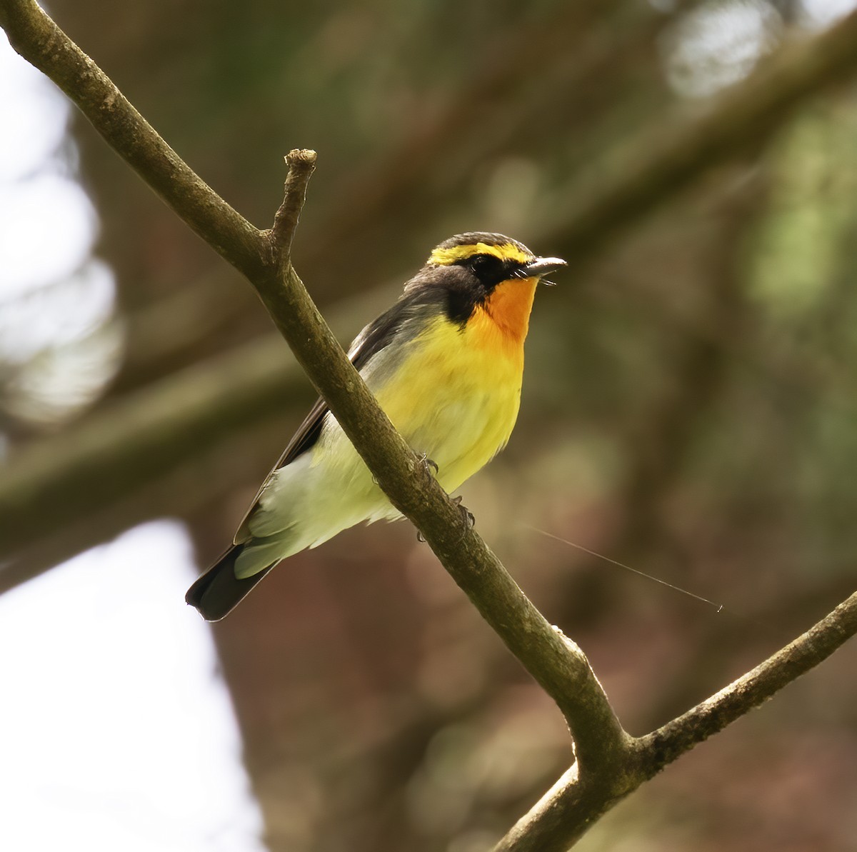 Narcissus Flycatcher - ML618793658