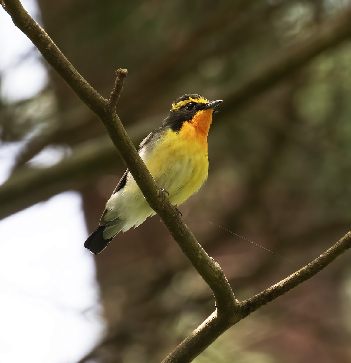 Narcissus Flycatcher - Gary Rosenberg