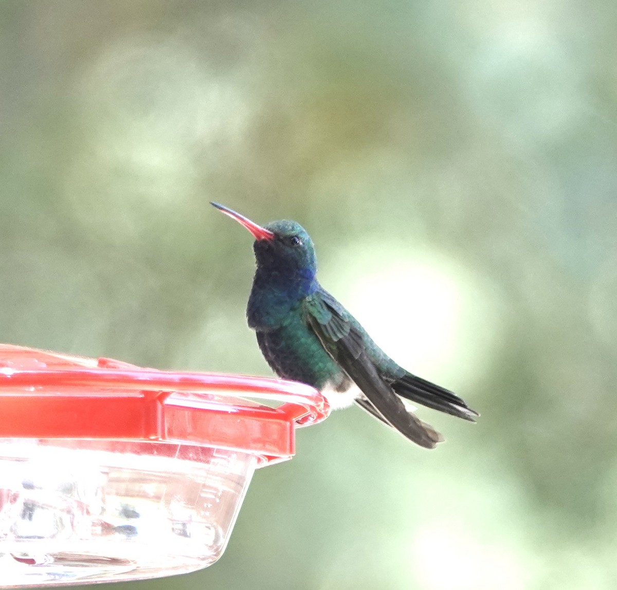 Broad-billed Hummingbird - Frances Clapp