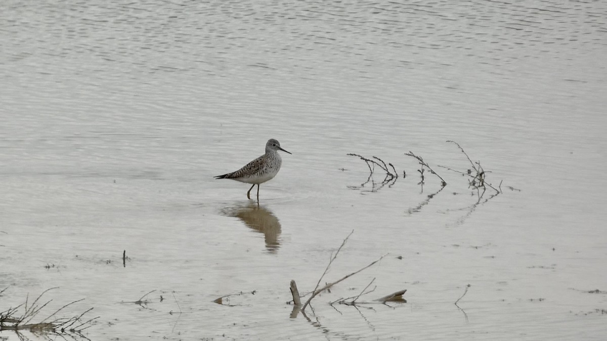 Lesser Yellowlegs - Chris Henry