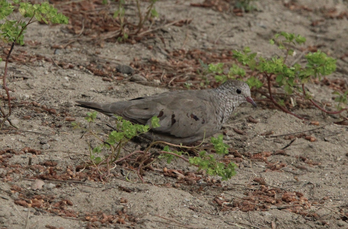 Common Ground Dove - ML618793685