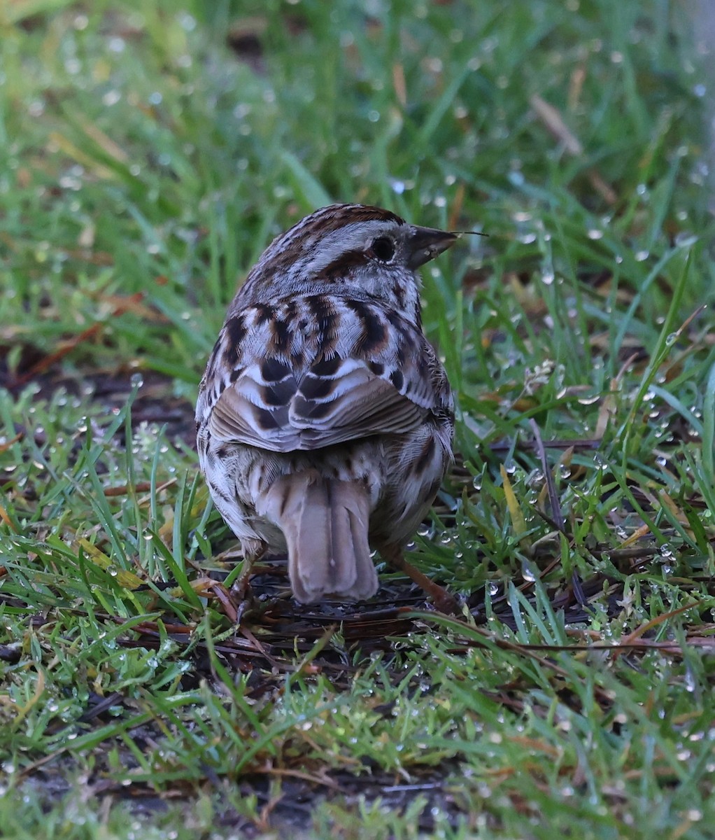 Song Sparrow - ML618793701