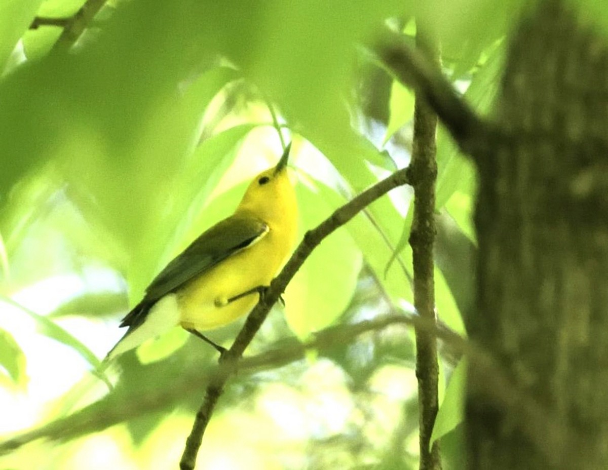 Prothonotary Warbler - Pat McGrane