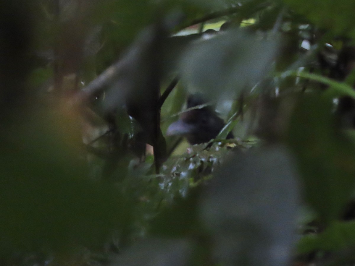 Banded Ground-Cuckoo - Hugo Foxonet