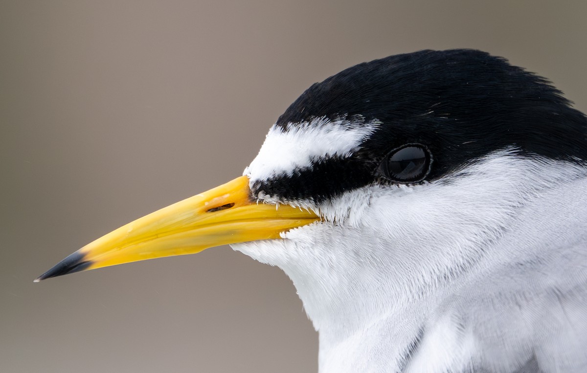 Least Tern - Herb Elliott