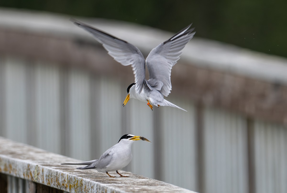 Least Tern - Herb Elliott