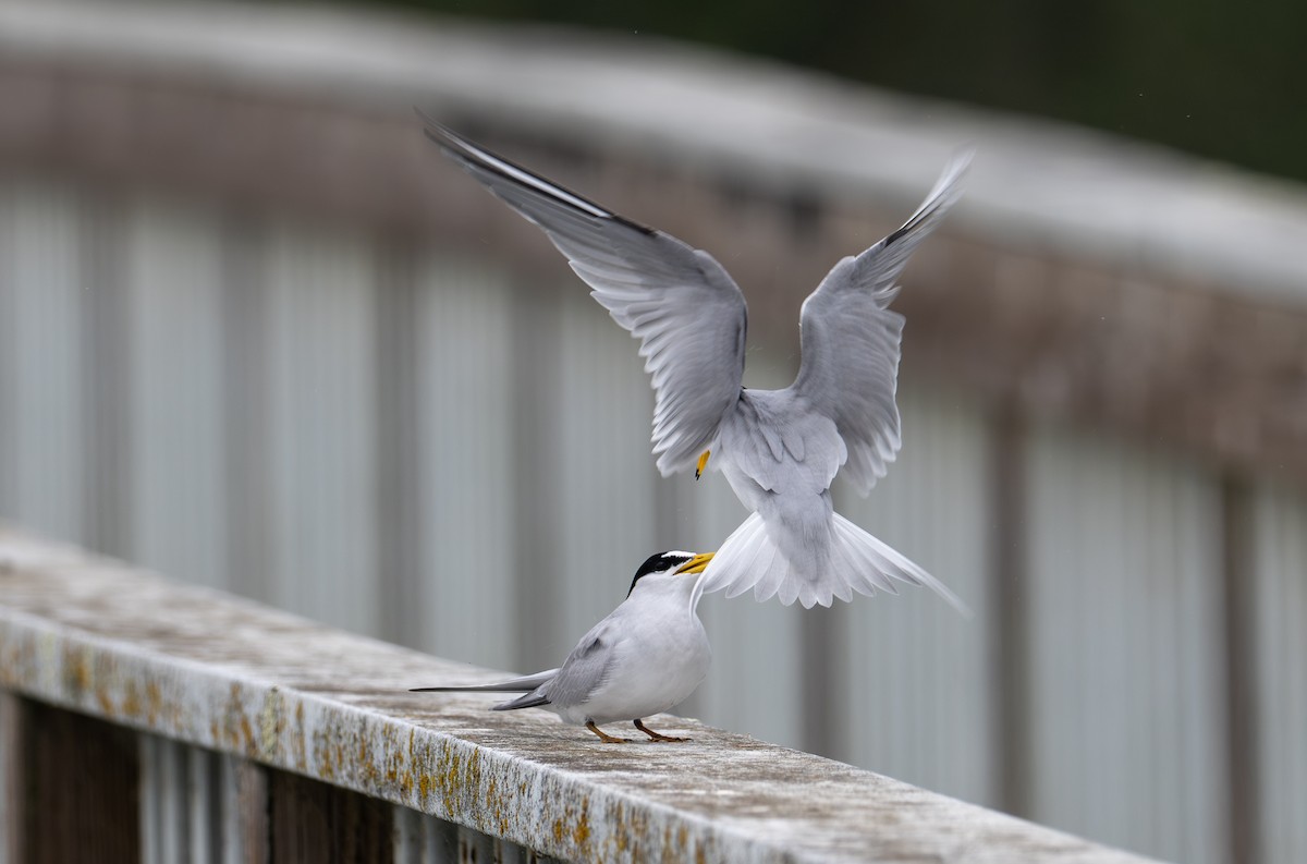 Least Tern - Herb Elliott