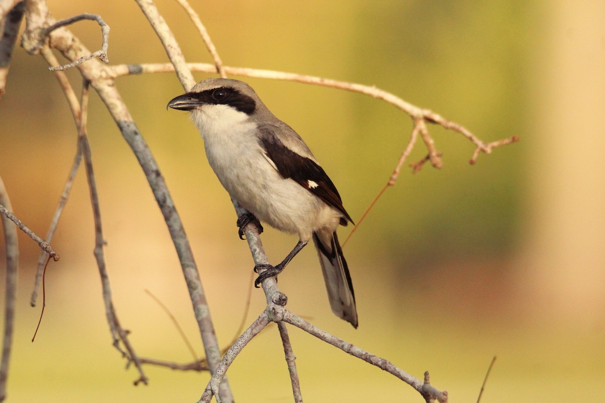 Loggerhead Shrike - Anonymous