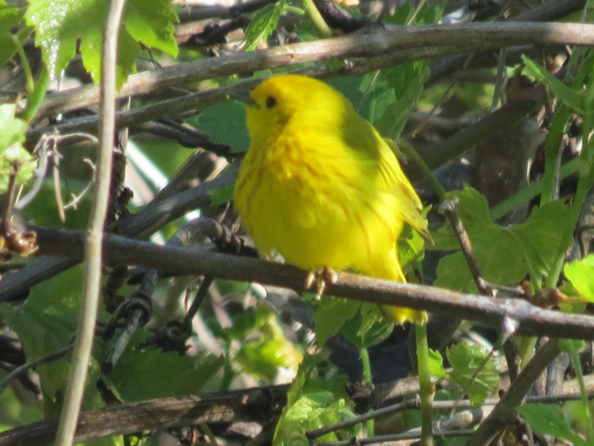 Yellow Warbler - Ethan Maynard