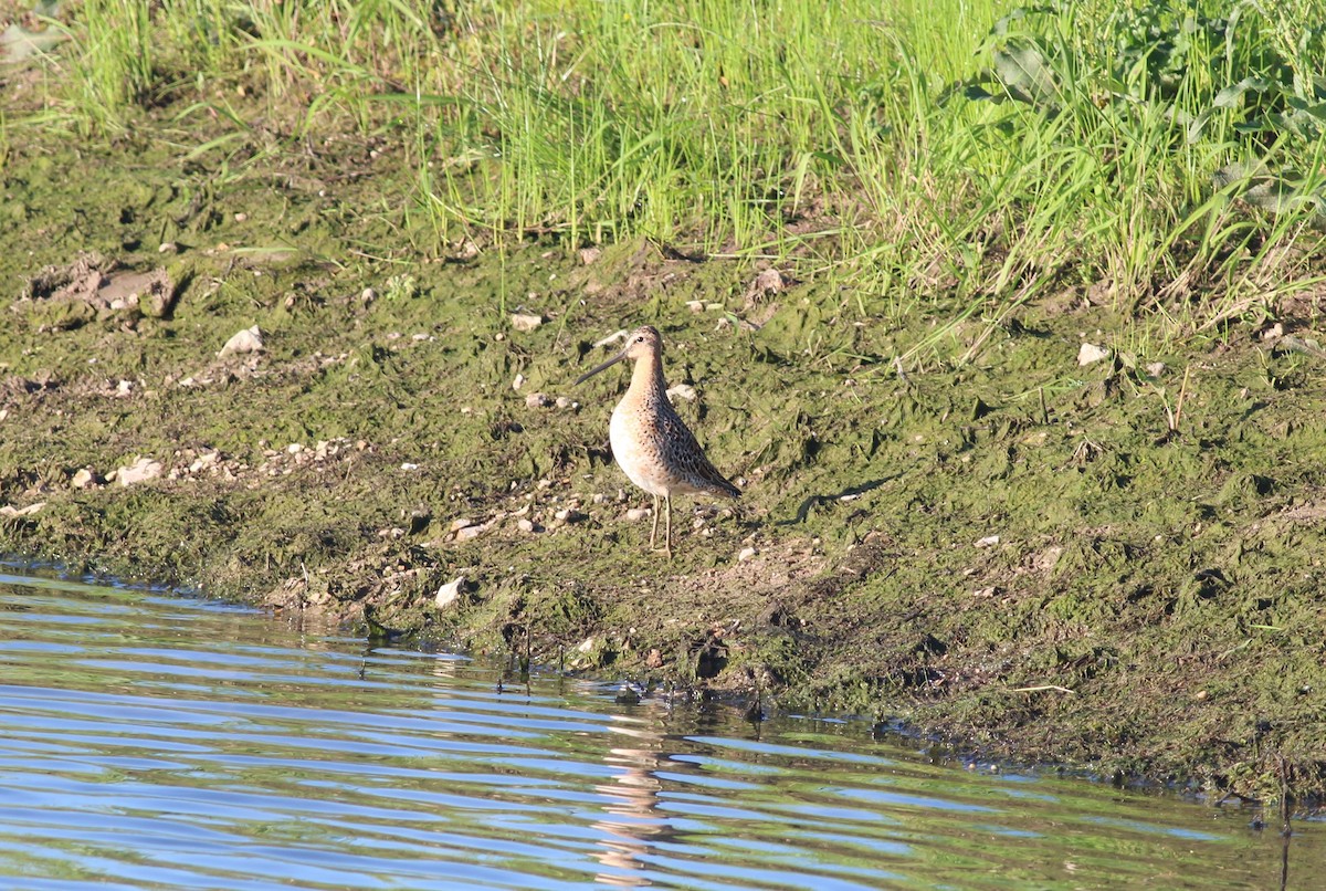 Long-billed Dowitcher - Philip  Vogrinc